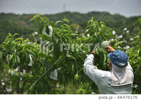 果樹園の風景　桃の袋掛け作業 66470176