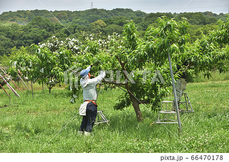 果樹園の風景　桃の袋掛け作業 66470178