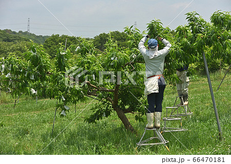 果樹園の風景 桃の袋掛け作業 果樹園の風景 桃の袋掛け作業 66470181