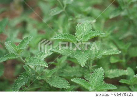 ネペタ・ファーセニー（ブルーキャットミント）の葉 66470225