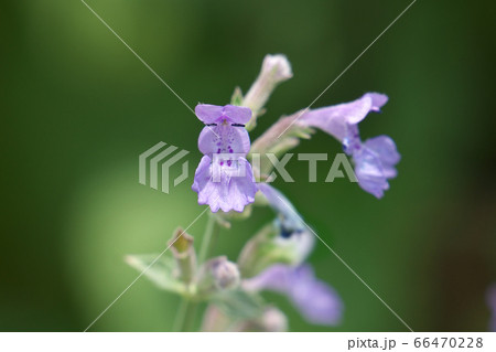 ネペタ・ファーセニー（ブルーキャットミント）の可憐な花 66470228