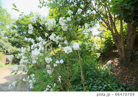 バイカウツギの花 イノセンスの写真素材 [66470709] - PIXTA