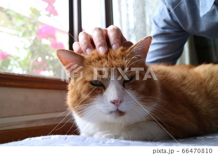 かわいい飼い猫 66470810