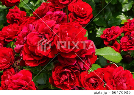 薔薇 ラヴァグルト 01 薔薇 ラヴァグルト 01 66470939