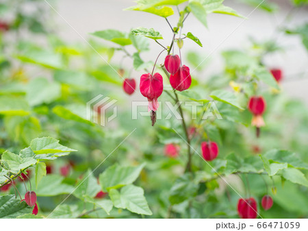 チロリアンランプ 66471059