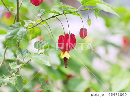 チロリアンランプ 66471060