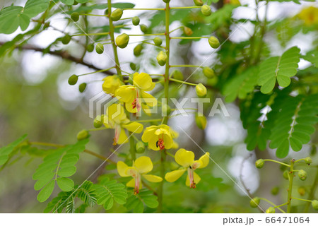 ジャケツイバラ 66471064