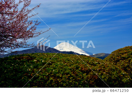箱根公園(県立恩賜箱根公園)・神奈川・箱根町・展望館から眺める富士山(1) 箱根公園(県立恩賜箱根公園)・神奈川・箱根町・展望館から眺める富士山(1) 66471250