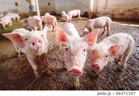 Pigs on a farm 66471307