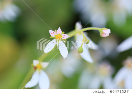 ユキノシタの花 66471527