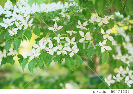 ヤマボウシの花 66471535