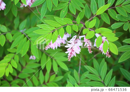 ニワフジの花 ニワフジの花 66471536