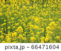 菜の花畑 66471604