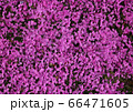 芝桜 66471605