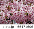 桜 66471606