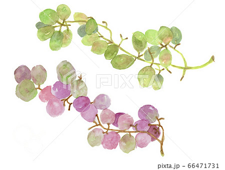 マスカットの緑と巨峰紫の葡萄水彩画 66471731