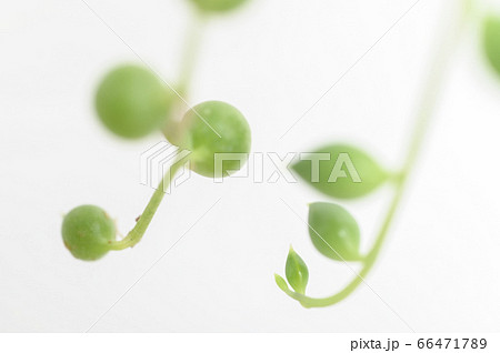 多肉植物の世界へようこそ 66471789