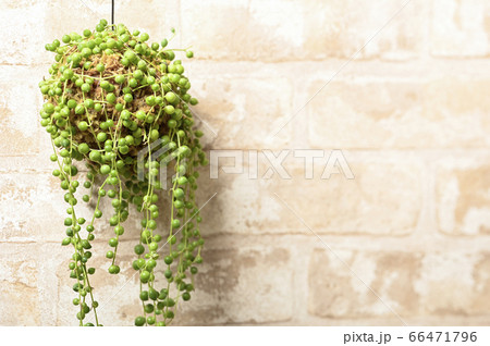 多肉植物の世界へようこそ 多肉植物の世界へようこそ 66471796