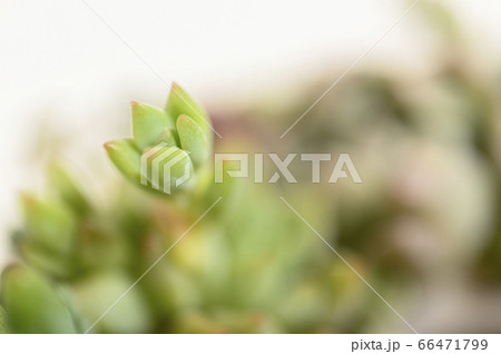 多肉植物の世界へようこそ 多肉植物の世界へようこそ 66471799