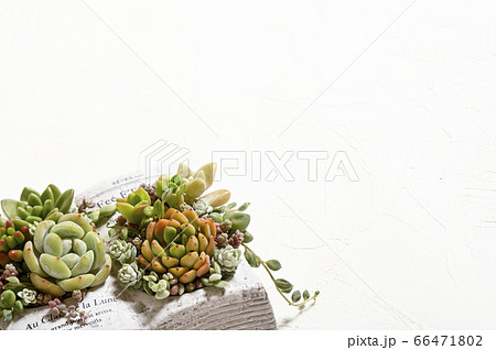 多肉植物の世界へようこそ 多肉植物の世界へようこそ 66471802