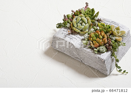多肉植物の世界へようこそ 多肉植物の世界へようこそ 66471812