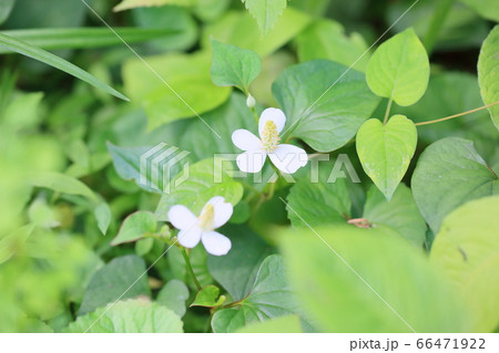 ドクダミの花 ドクダミの花 66471922