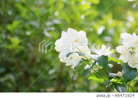 バイカウツギの花 スノーベル バイカウツギの花 スノーベル 66471924