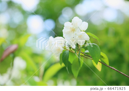 バイカウツギの花　スノーベル 66471925