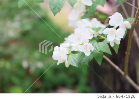 バイカウツギの花 スノーベル バイカウツギの花 スノーベル 66471926