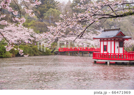 (千葉県)雨中の茂原公園の桜 (千葉県)雨中の茂原公園の桜 66471969