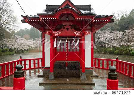 （千葉県）雨中の茂原公園の桜 66471974