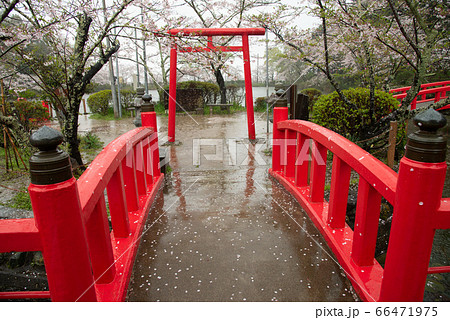 （千葉県）雨中の茂原公園の桜 66471975