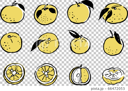 yuzu ページ Yuzu - Stock Illustration [66472053] - PIXTA