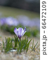 クロッカスの花のクローズアップ 66472109