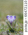 クロッカスの花のクローズアップ 66472110