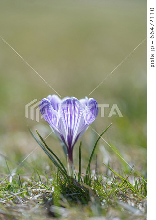 クロッカスの花のクローズアップ 66472110