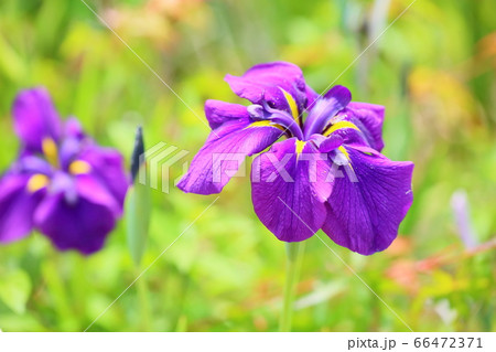 ハナショウブの花 ハナショウブの花 66472371