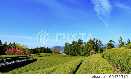 茶畑(春) 茶畑(春) 66472516