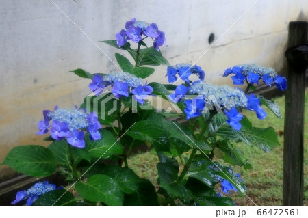 梅雨の花 雨を喜ぶガクアジサイ 児童公園 花壇の写真素材