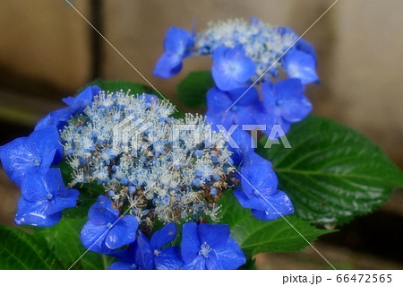 梅雨の花 雨を喜ぶガクアジサイ 児童公園 花壇の写真素材