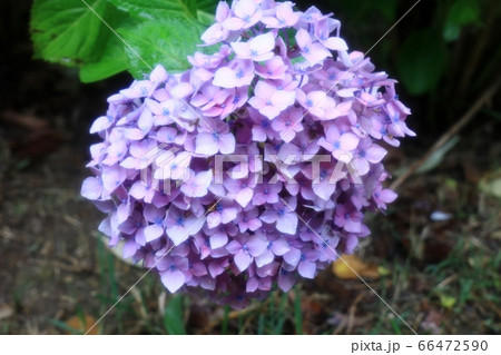 梅雨の花 雨を喜ぶアジサイ 児童公園 花壇の写真素材