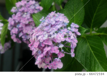 梅雨の花 雨を喜ぶアジサイ 児童公園 花壇の写真素材