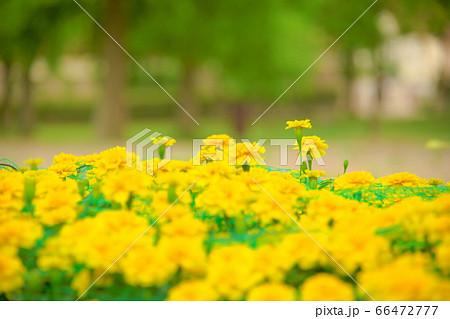 ブルーメの丘のバラ 66472777