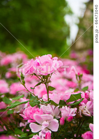 ブルーメの丘のバラ 66473040