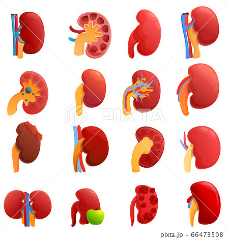 Kidney icons set, cartoon style 66473508