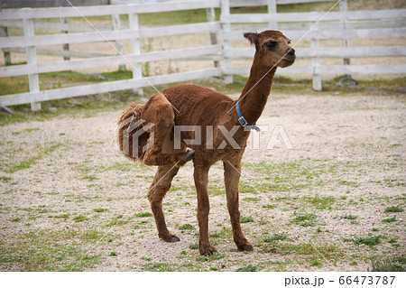 ブルーメの丘のアルパカ ブルーメの丘のアルパカ 66473787