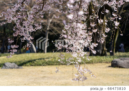 小石川後楽園の桜 66473810