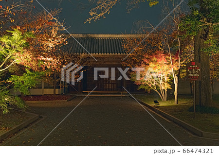 京都 東寺の紅葉ライトアップ 66474321
