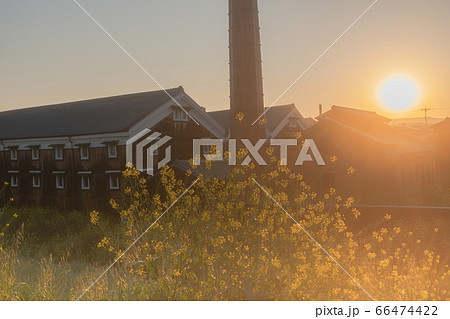 京都市伏見区の春菜の花の咲く酒蔵を撮影したもの 66474422