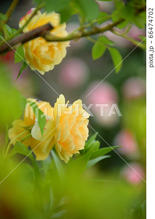 グラハムトーマス 薔薇 グラハムトーマス 薔薇 66474702